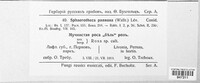 Podosphaera pannosa image